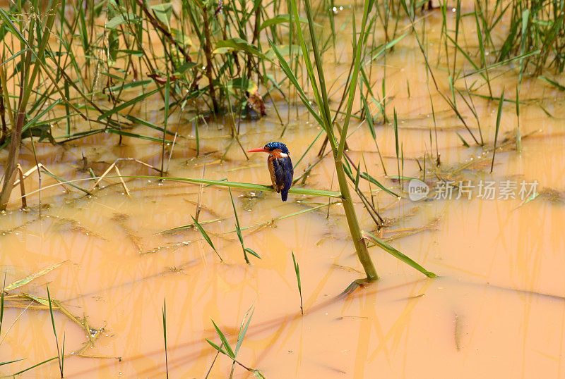孔雀石翠鸟的卢旺达- Bugesera